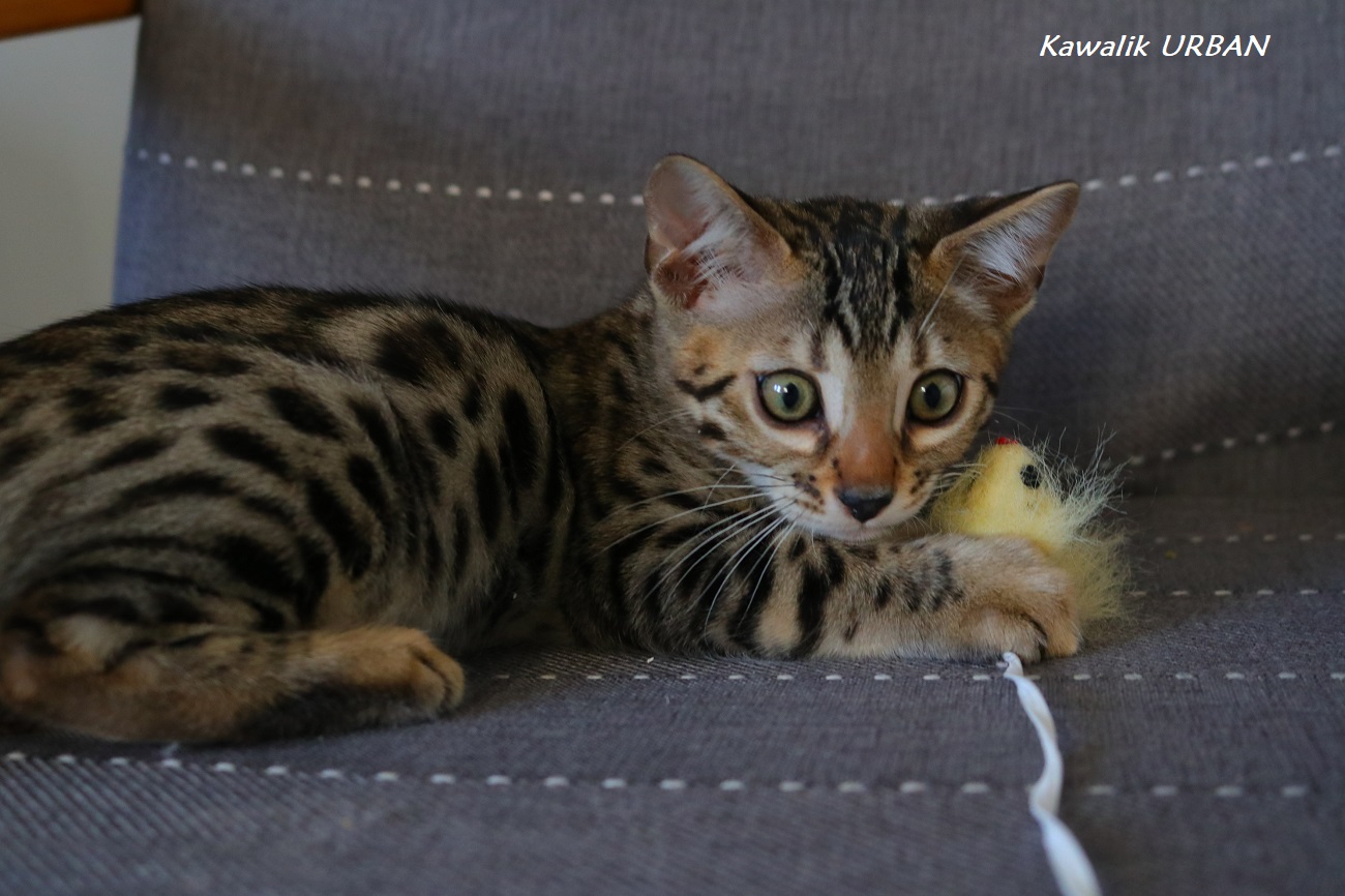 CHATON BENGAL